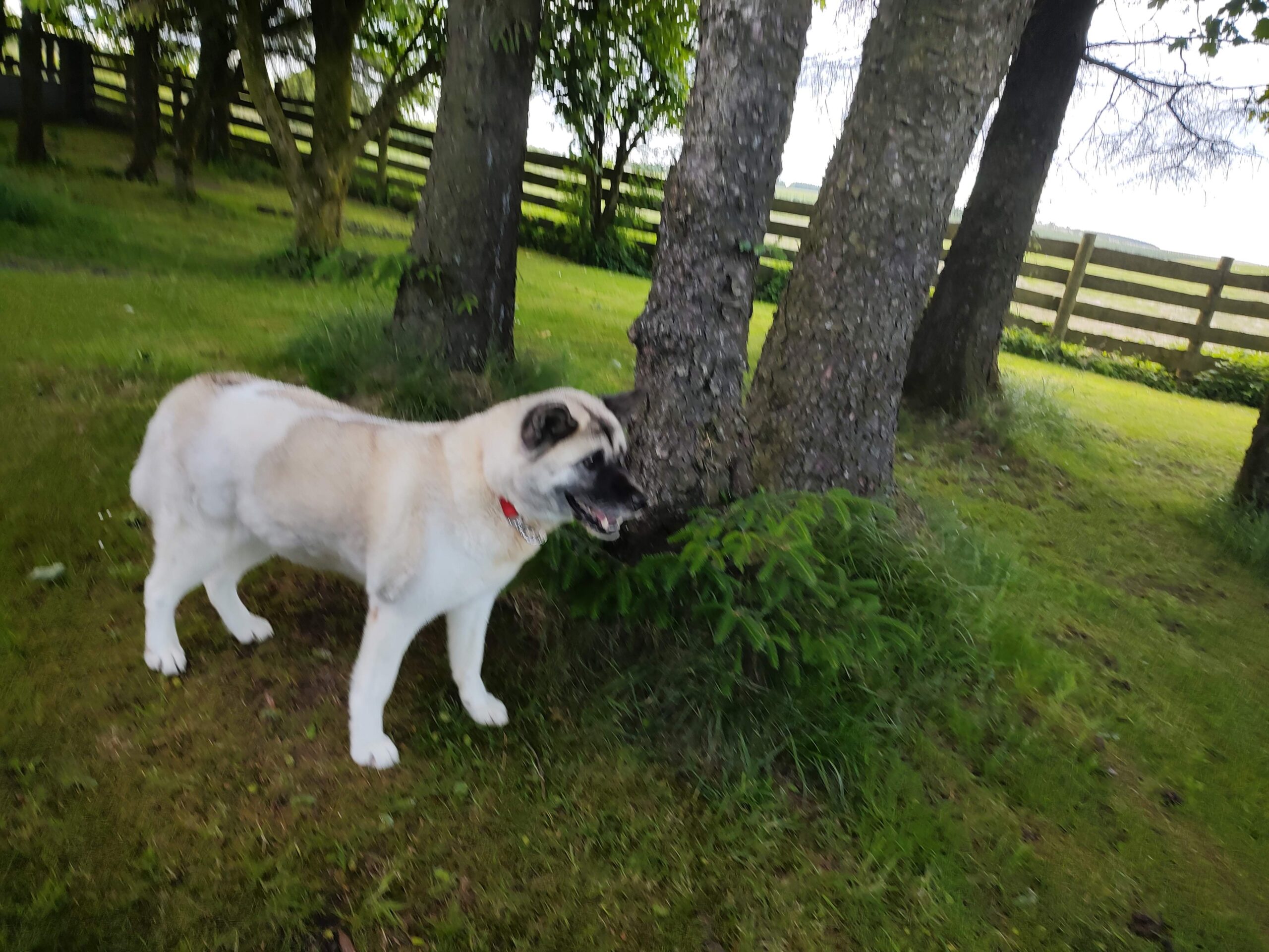 Gallery Best Friends Pet