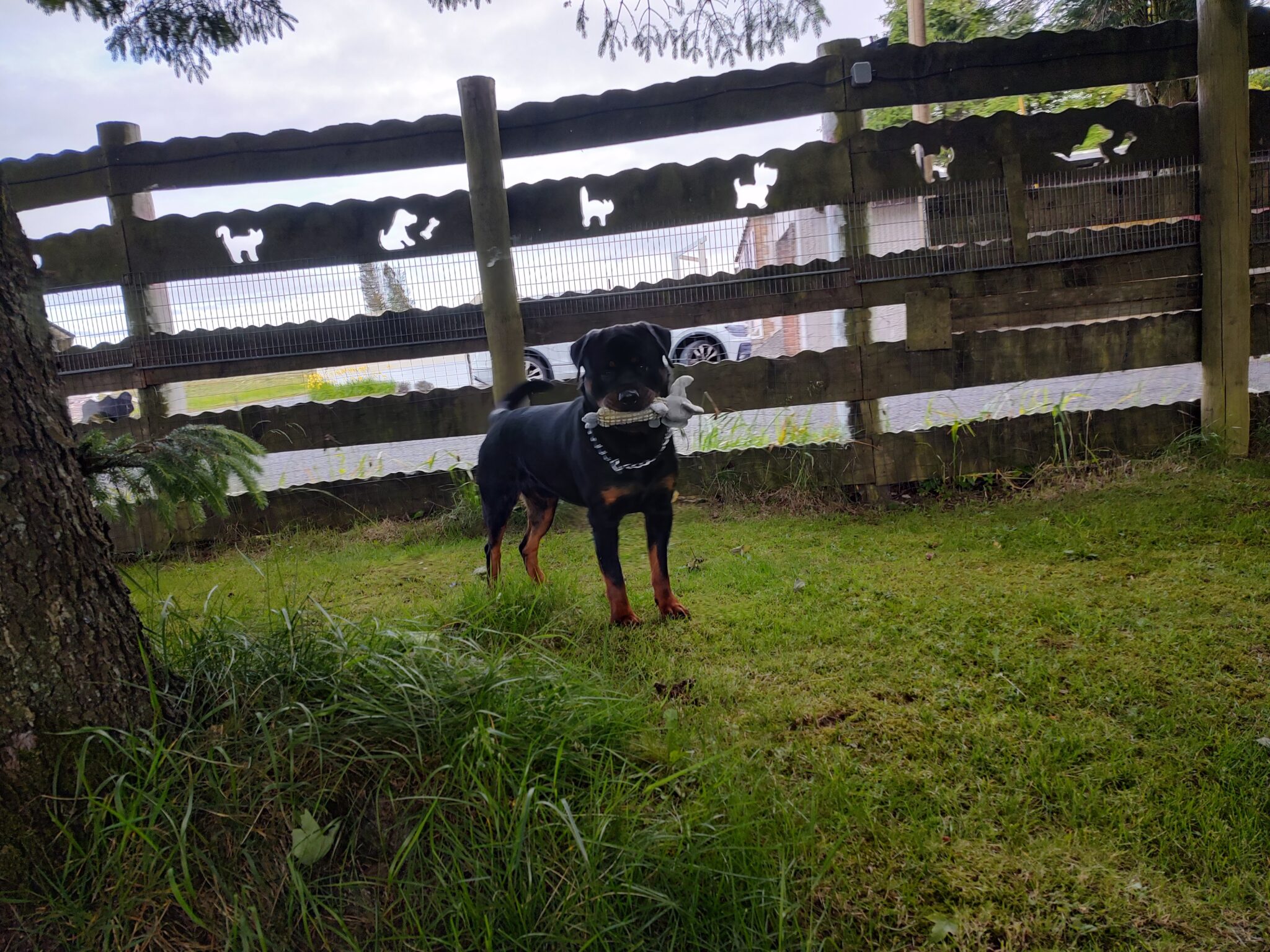 Gallery Best Friends Pet