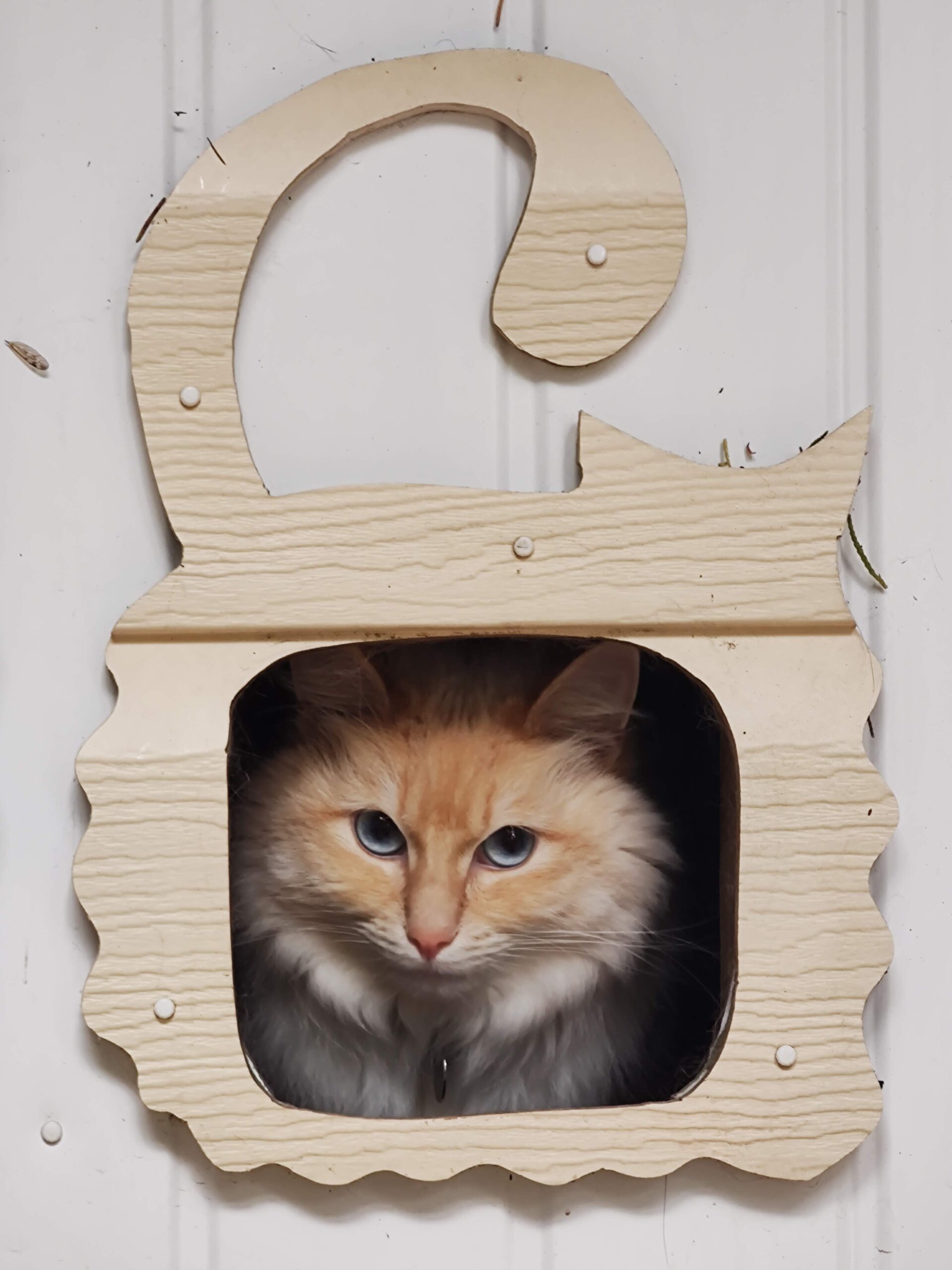 Gallery Best Friends Pet