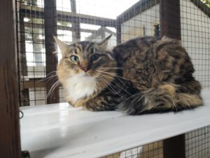 Best Friends Pet Accommodation Cattery