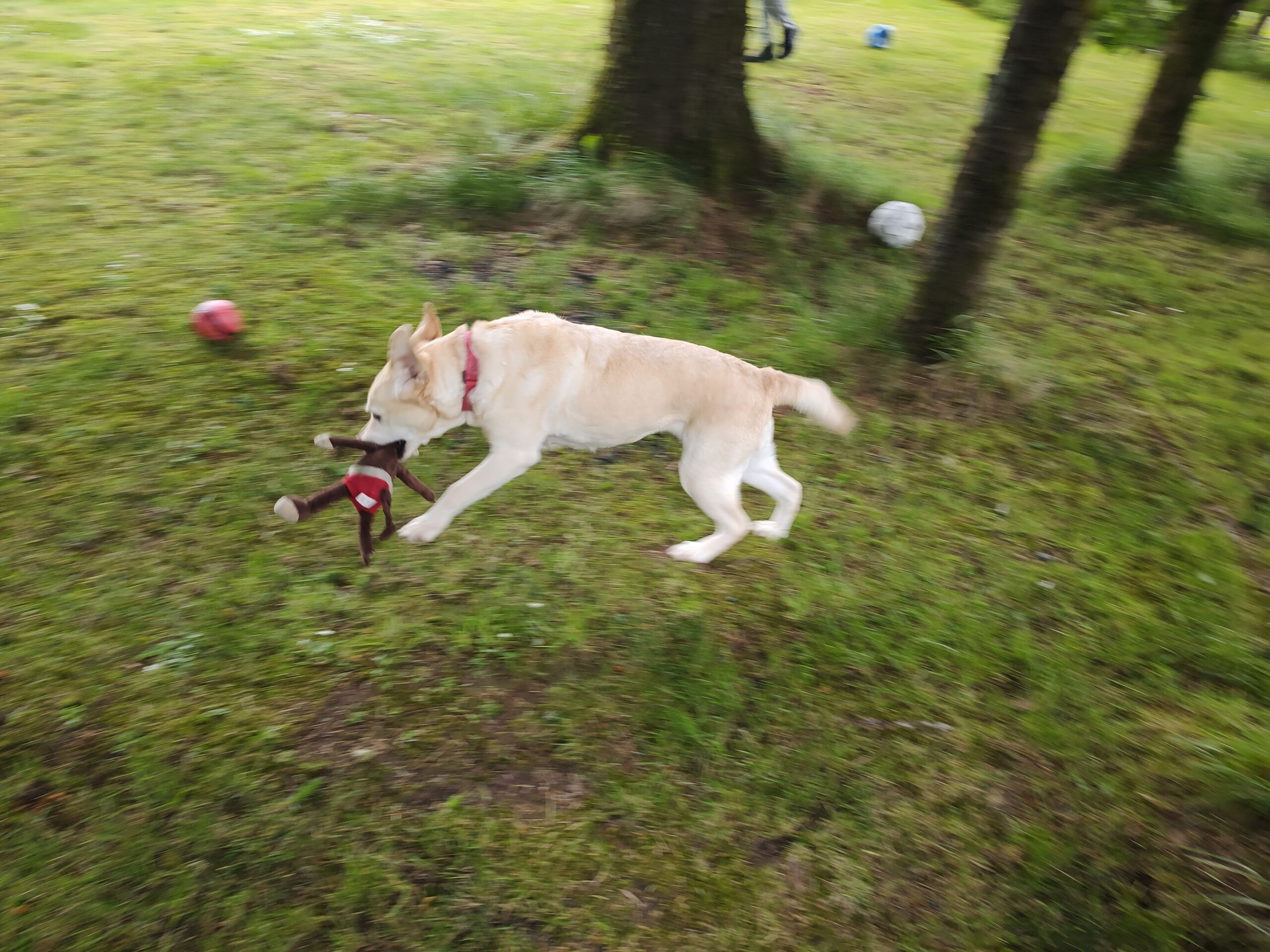 Gallery Best Friends Pet