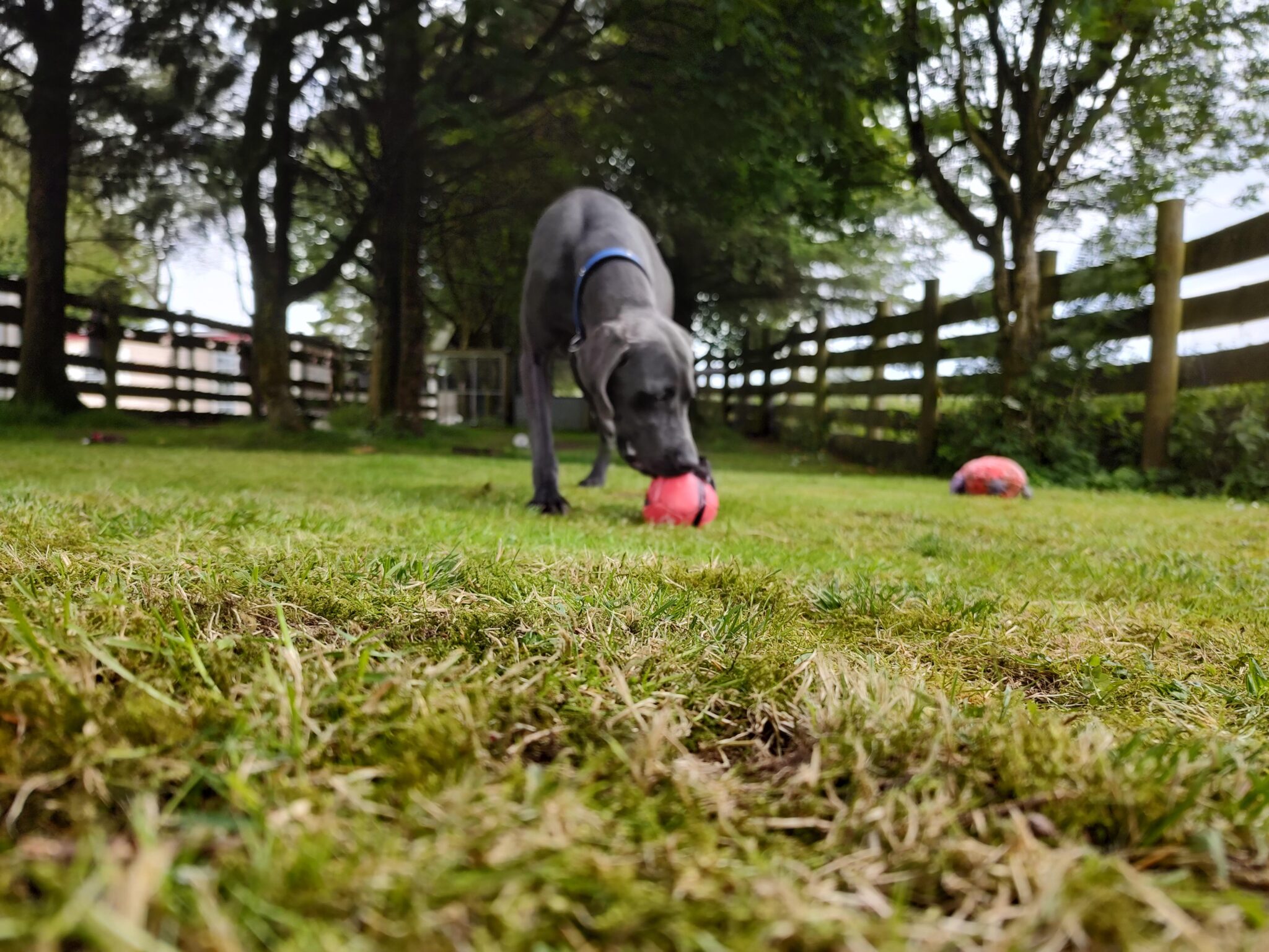 Gallery Best Friends Pet