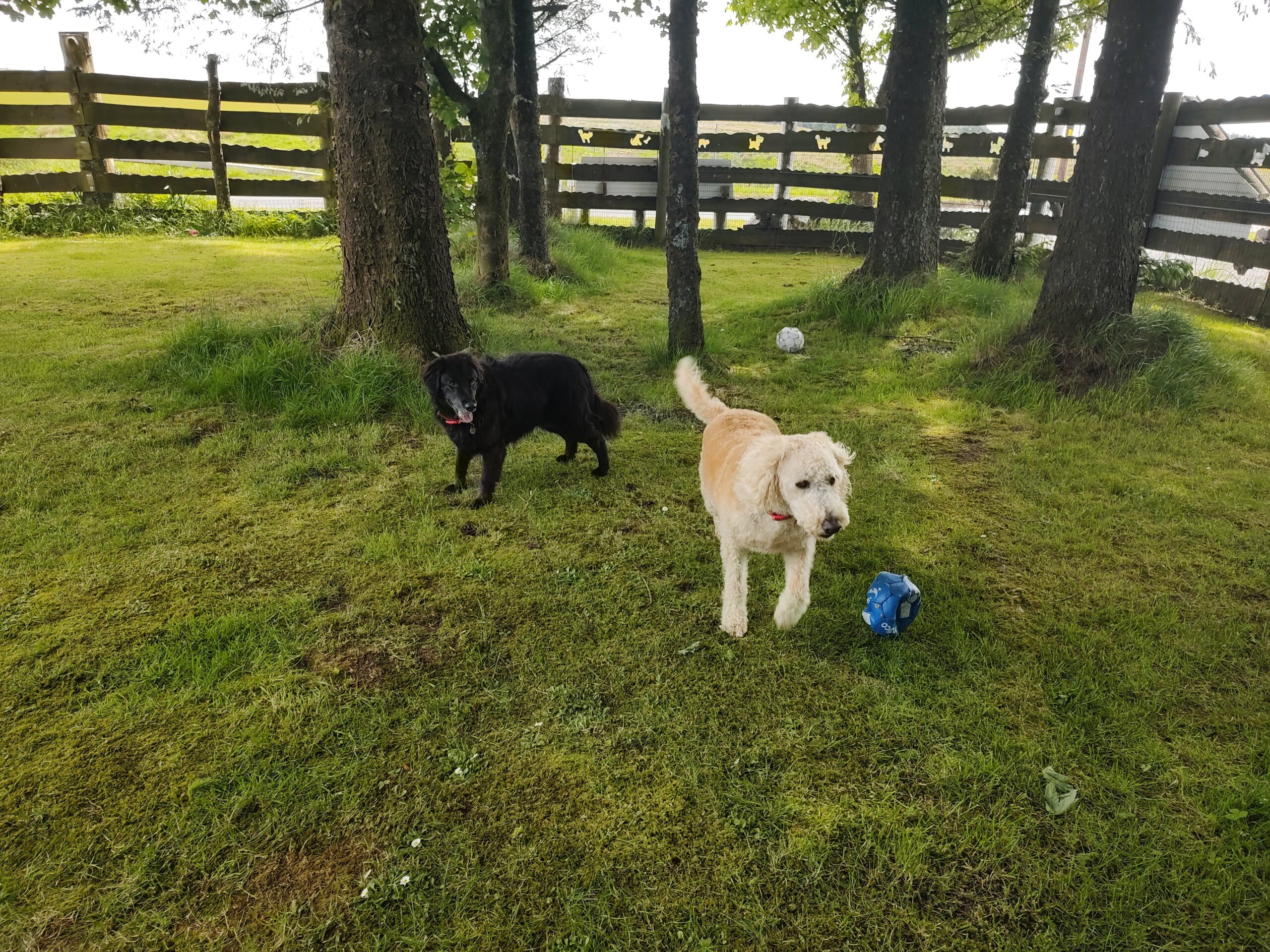 Gallery Best Friends Pet